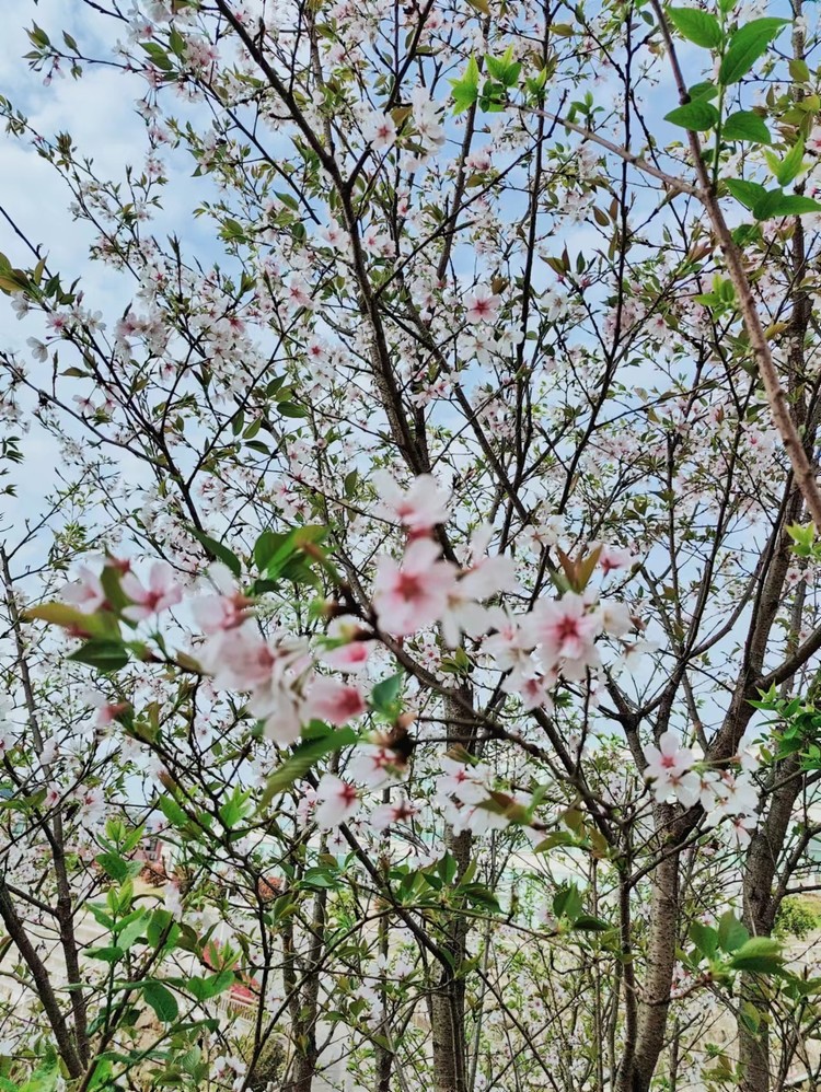 美好學校|清明節放假通知——重慶市遠恒佳學校2024年清明節致家長的一封信